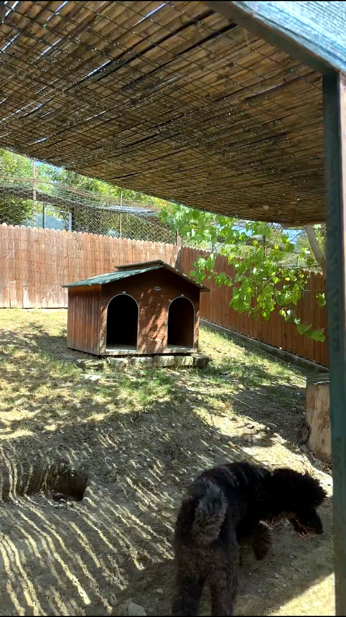 Australian Shepherd ospite nel verde