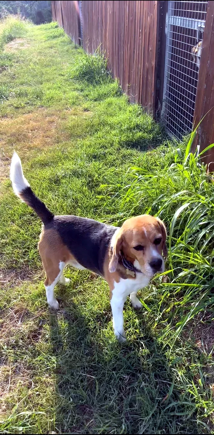 Cane in un’area verde recintata della pensione