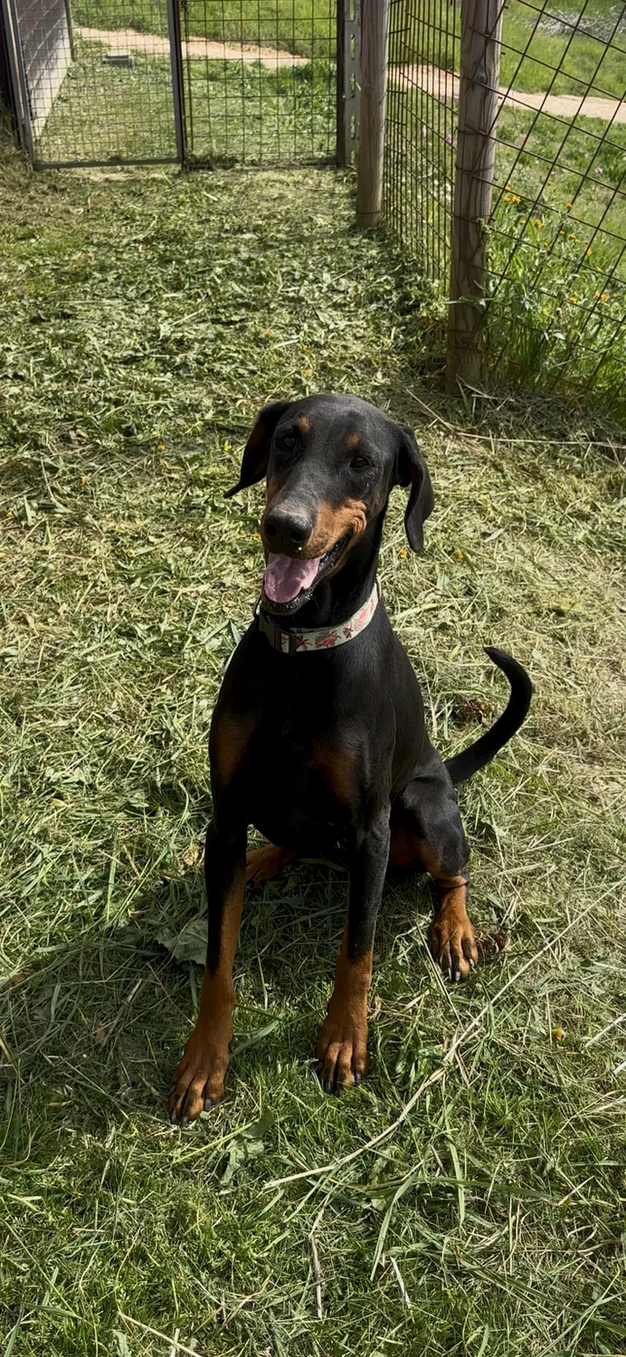 Dobermann ospite in una delle aree esterne