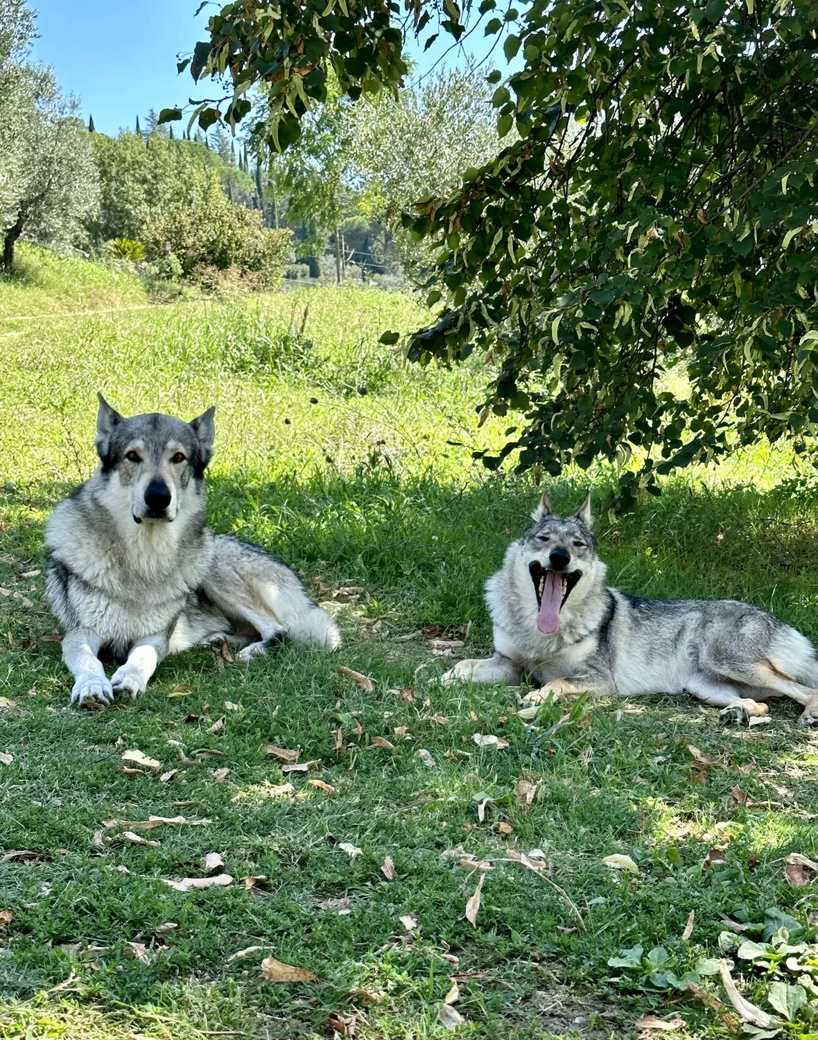 Due cani lupoidi rilassati all'ombra