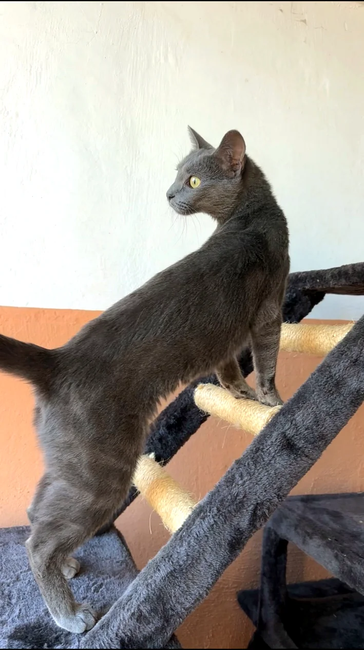 Gatto ospite nell’area dedicata ai gatti
