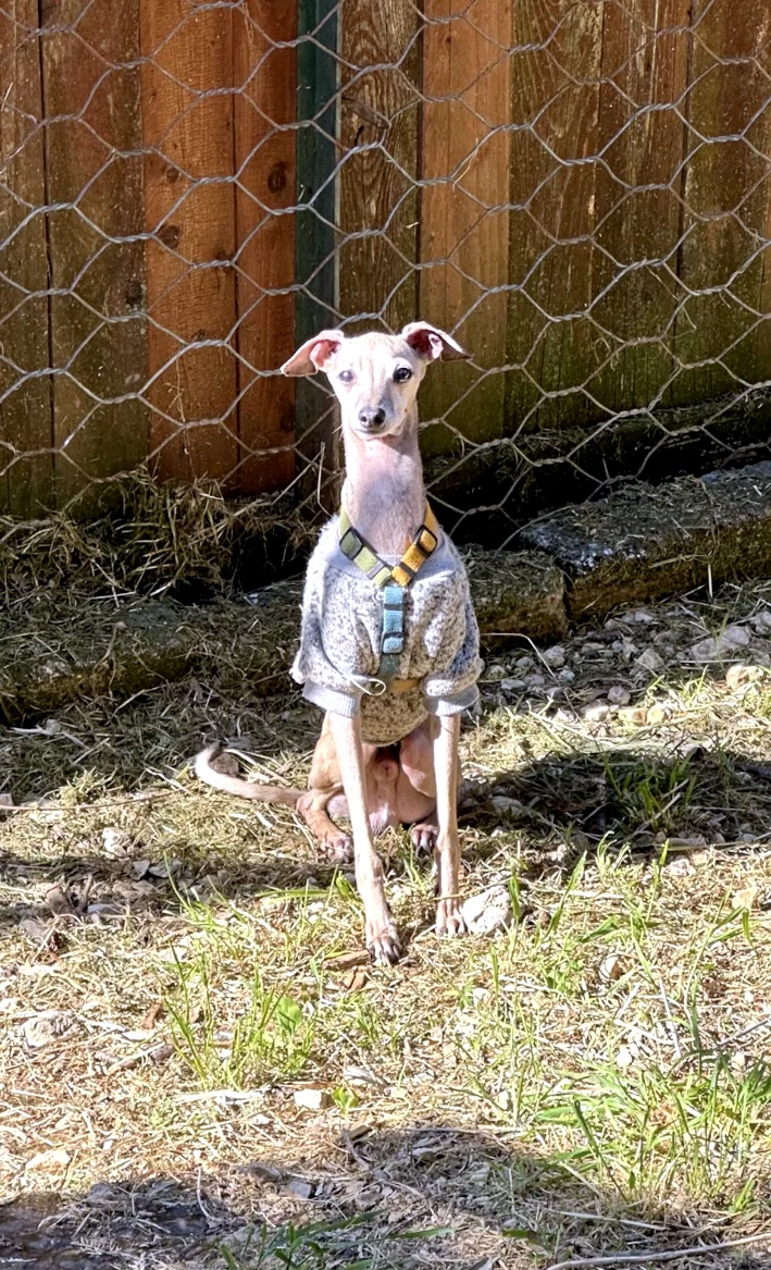Piccolo cane ospite nella propria area esterna